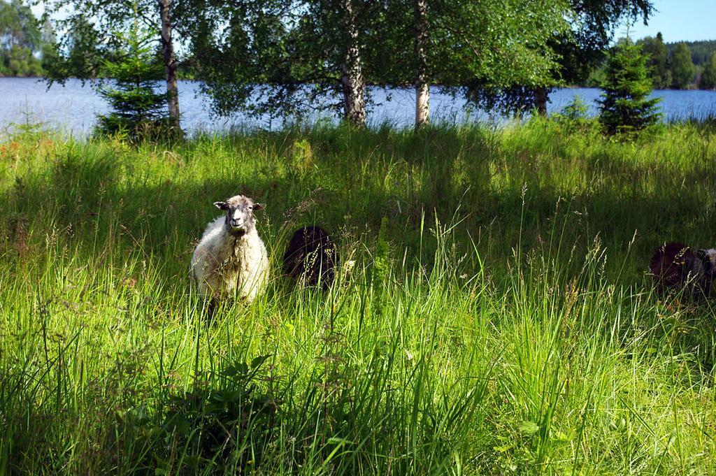 Lits Camping, Stugby Och Kanot Екстер'єр фото